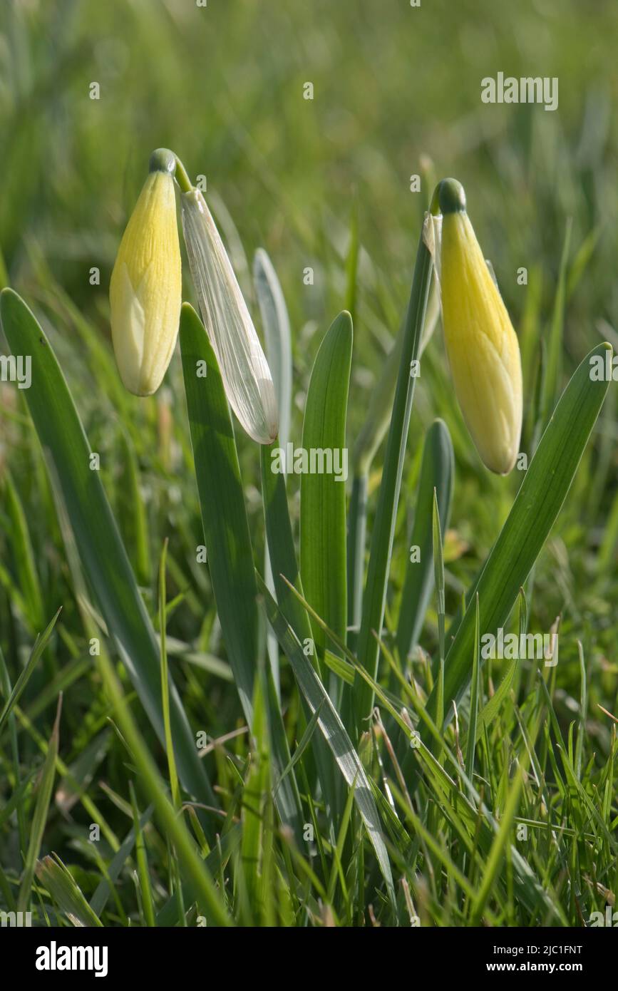 Wilde Narzissen- oder Fastenlilie (Narcissus pseudonarcissus) Pflanzen mit blassgelben Knospen in rauem Grasland im Frühjahr, im April in der Grafschaft von Bekshire Stockfoto
