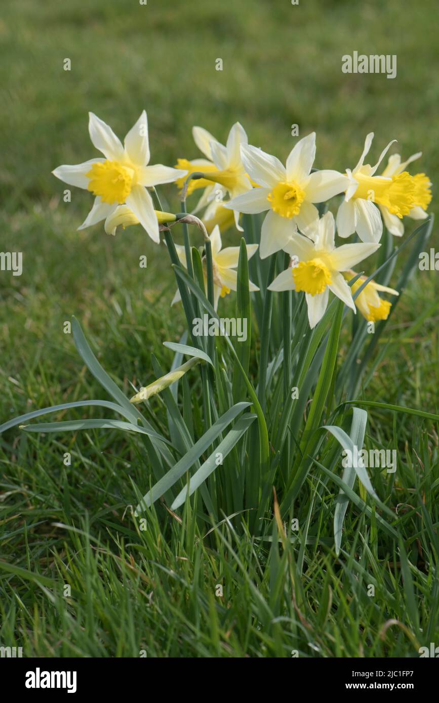 Wilde Narzissen- oder Fastenlilie (Narcissus pseudonarcissus) mit hellgelben Tepalen und dunklerer Trompetenblüte in rauem Grasland im Frühjahr, B. Stockfoto