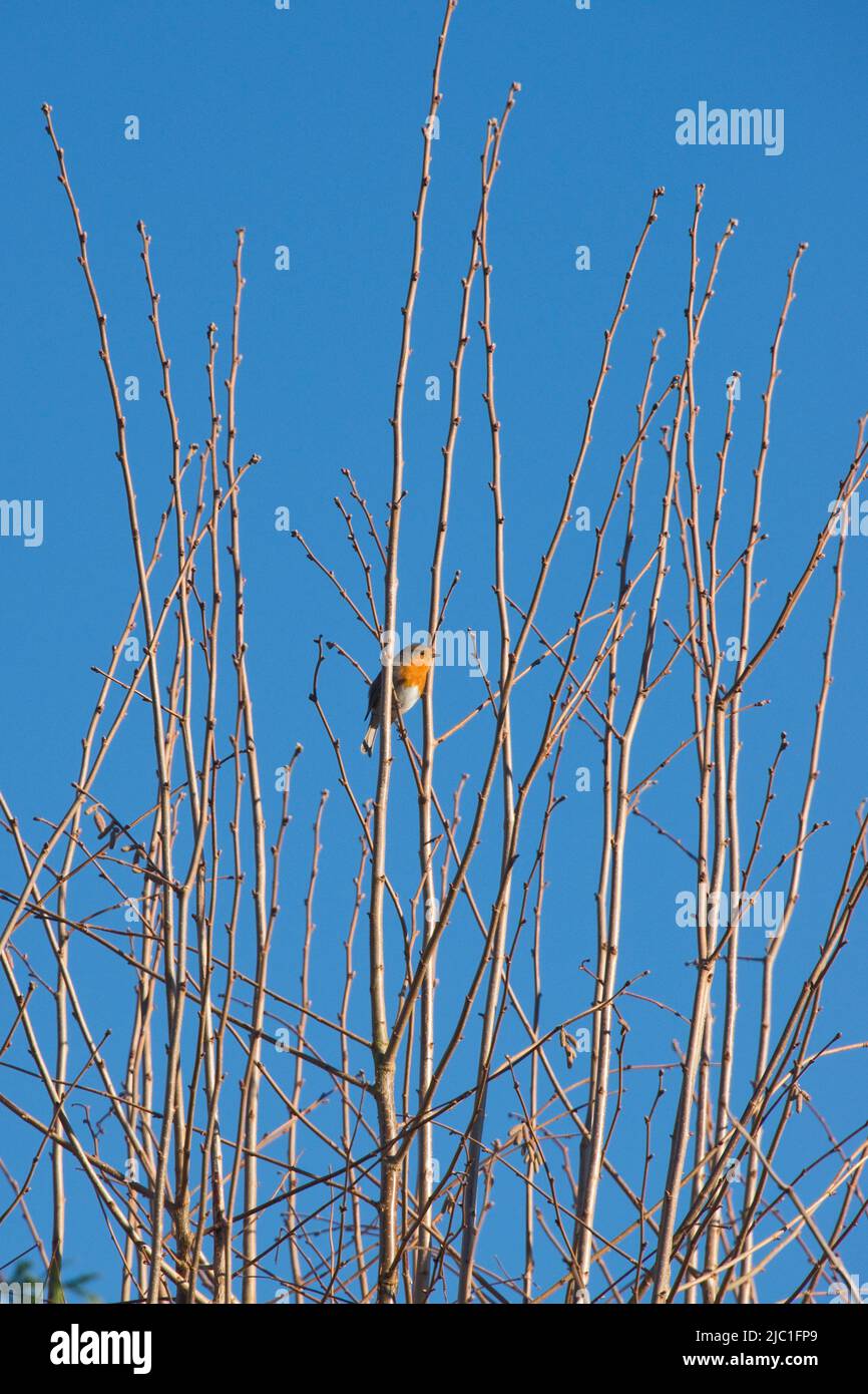 Robin (Erithacus rubecula) singt territorial an der Spitze der nackten Triebe einer haselnussbraunen Haselnuss vor einem blauen Winterhimmel, im Januar, in der Grafschaft Bukshire Stockfoto