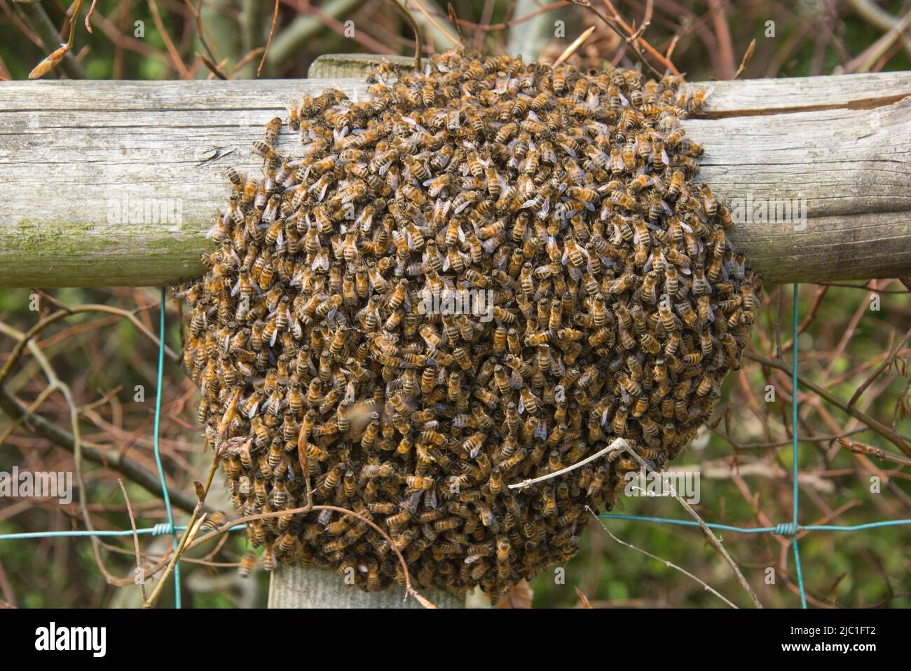 Eine Honigbiene (APIs mellifera) schwärmen im späten Frühjahr auf einer Gartenzaunschiene um eine Königin, in der sich eine Königin befindet, in der sich im Mai in der Grafschaft von Bekshire die Bienenstöbere befindet Stockfoto