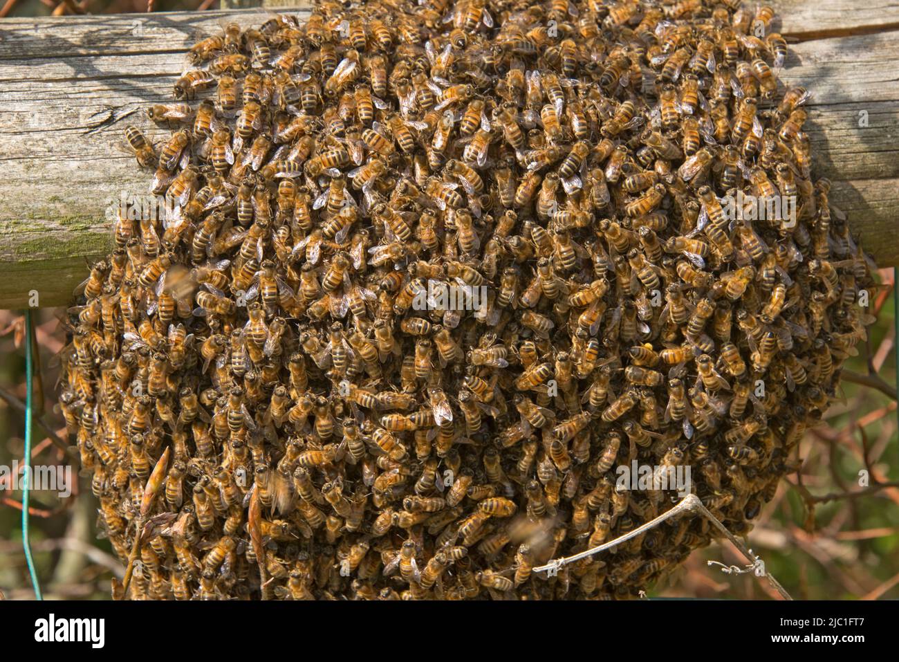 Eine Honigbiene (APIs mellifera) schwärmen im späten Frühjahr auf einer Gartenzaunschiene um eine Königin, in der sich eine Königin befindet, in der sich im Mai in der Grafschaft von Bekshire die Bienenstöbere befindet Stockfoto