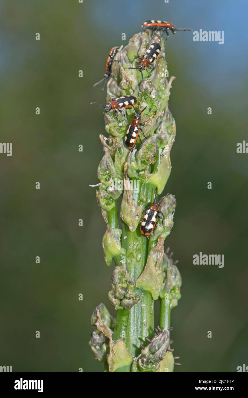 Gewöhnlicher Spargelkäfer (Crioceris asparagi) und Schäden an neuem Spargelspeer, Bekshire, Mai Stockfoto