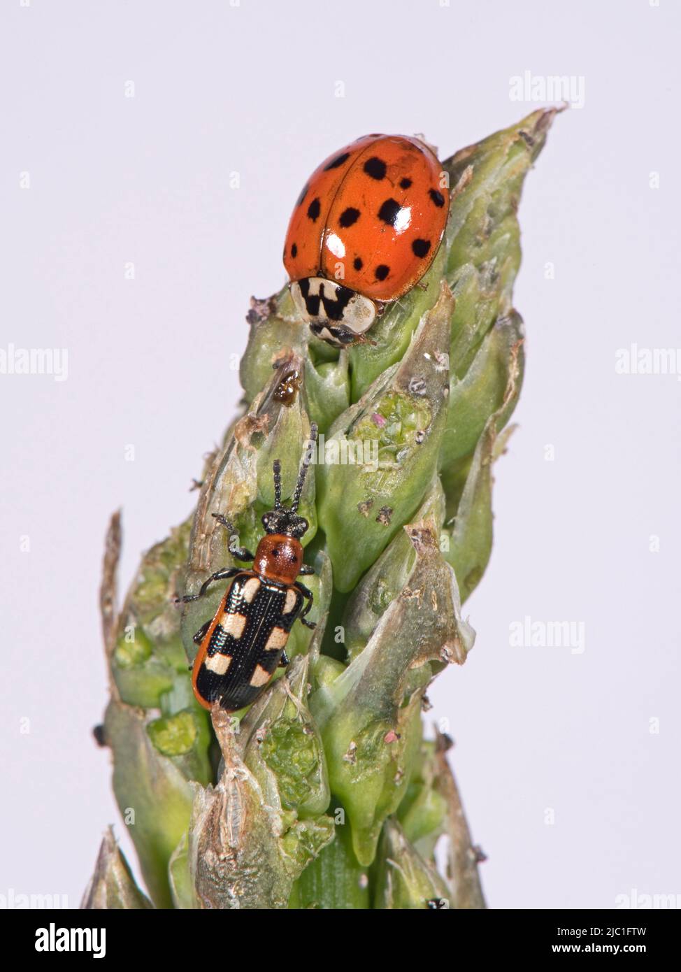 Gewöhnlicher Spargelkäfer (Crioceris asparagi) und Harlekin oder asiatischer Marienkäfer (Harmonia axyridis) an einem Aspgusstrieb Stockfoto