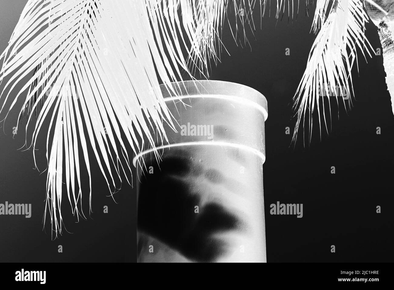 Eine einzelne Säule, die in einem schwarz-weißen Filmnegativ gegen den Himmel neben einer tropischen Palme steht. Stockfoto