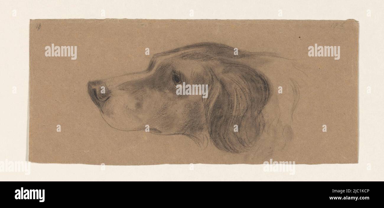 Kopf eines Hundes, links, Zeichner: Johannes Tavenraat, 1819 - 1881, Papier, H 112 mm × B 254 mm Stockfoto