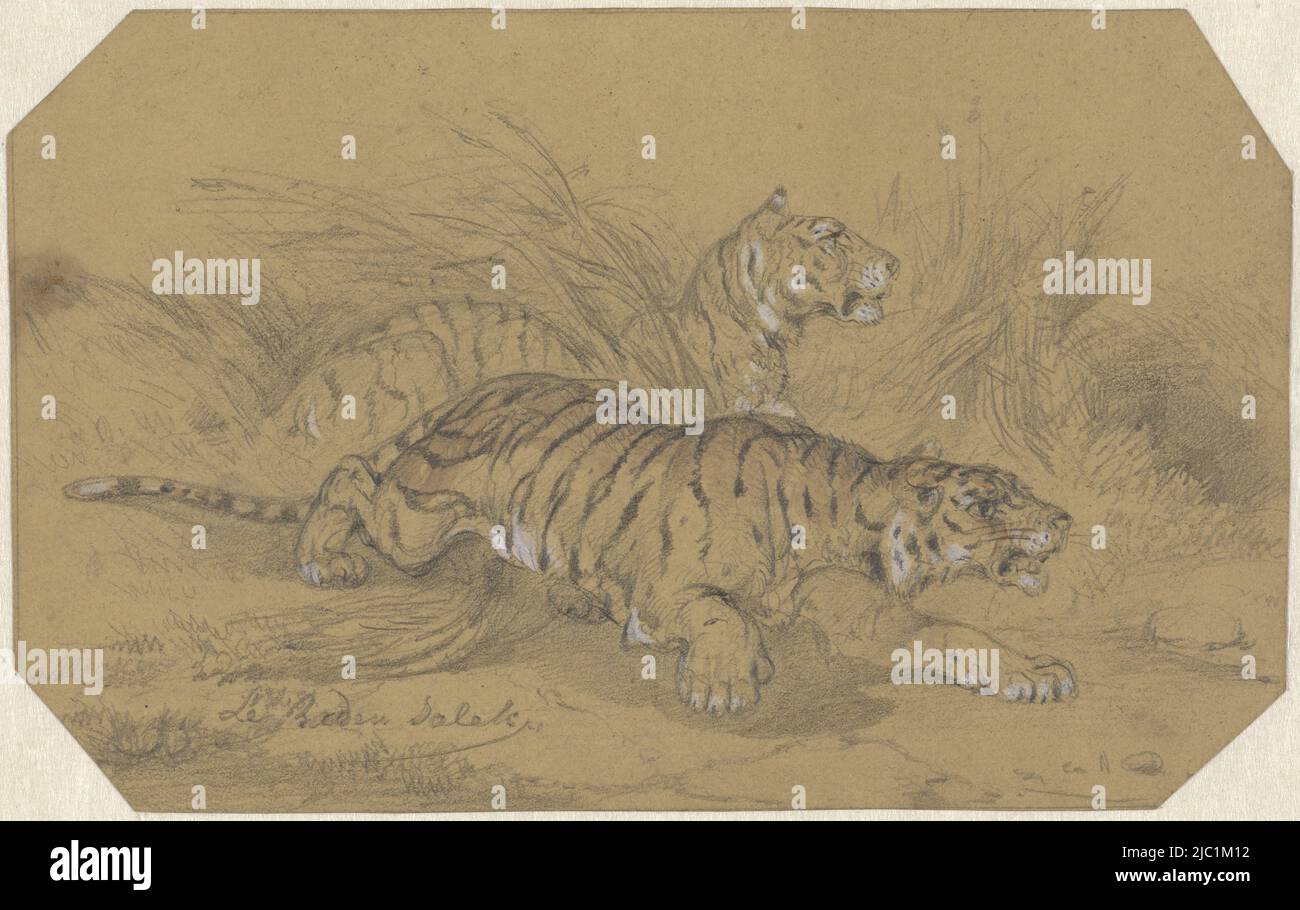 Zwei Tiger schleichen sich durch das Gras, Zeichner: Raden Sarief Bastaman Saleh, 1824 - 1880, Papier, Pinsel, H 132 mm × B 210 mm Stockfoto