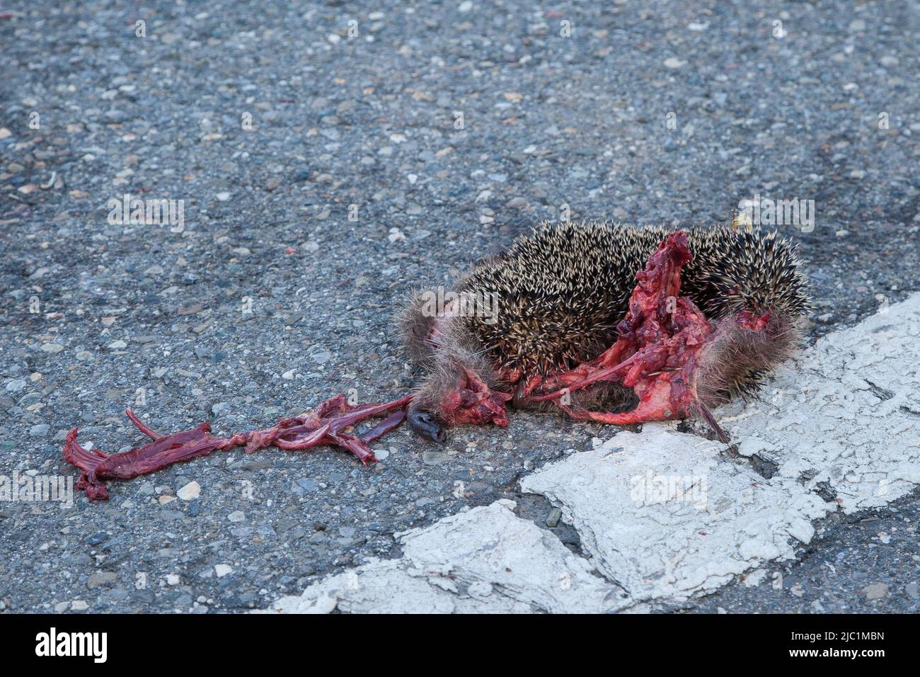 Der Straßenverkehr ist die Todesursache Nummer eins für Igel: Jedes Jahr sterben Hunderttausende Igel auf unseren Straßen. Stockfoto