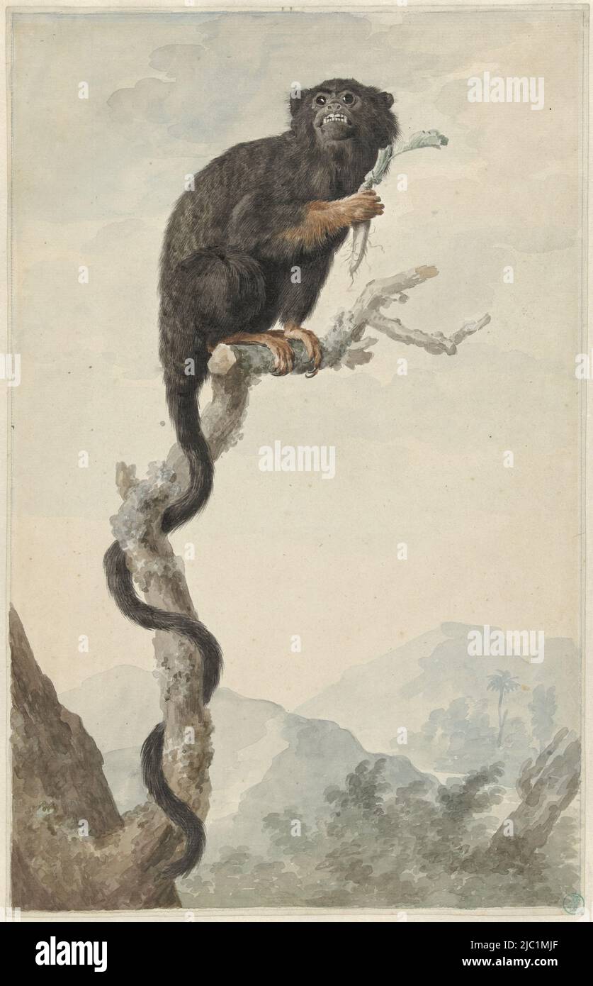 Ein rothändiger Tamarin (Saguinus midas = Affe aus Guyana) mit Wurzel auf einem Baumzweig, Ein rothändiger Tamarin, Zeichner: Jacob Perkois, Jul-1776, Papier, Bürste, H 419 mm × B 268 mm Stockfoto