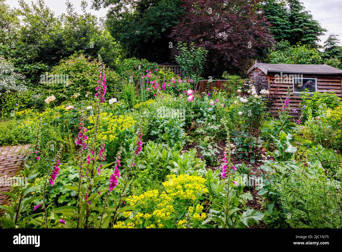 Bunte krautige Sommerblumen blühen in einem Garten mit einem Holzschuppen mit Rosen, Fuchshandschuhen und Paeonien, Surrey, Südostengland Stockfoto