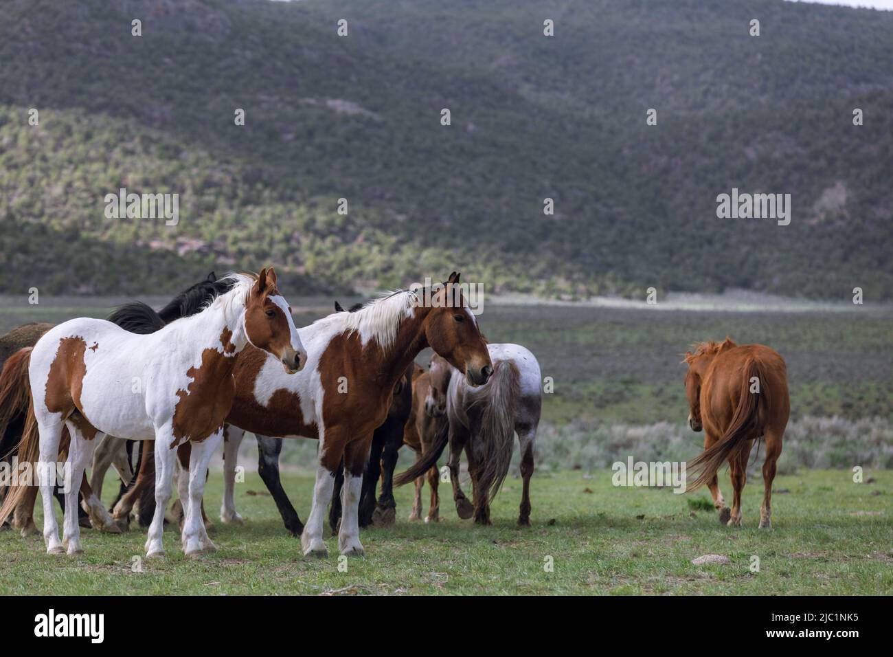 Ranch Pferde im amerikanischen Westen werden auf Sommerweiden getrieben Stockfoto