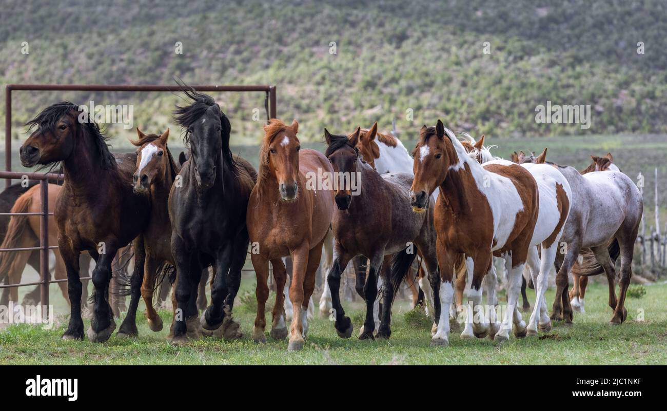 Ranch Pferde im amerikanischen Westen werden auf Sommerweiden getrieben Stockfoto