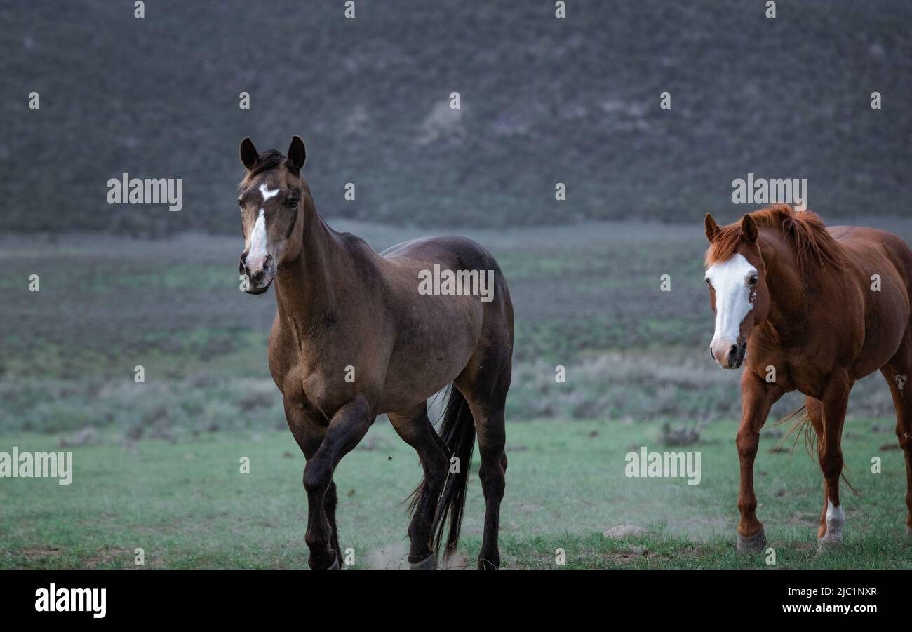 Ranch Pferde im amerikanischen Westen werden auf Sommerweiden getrieben Stockfoto