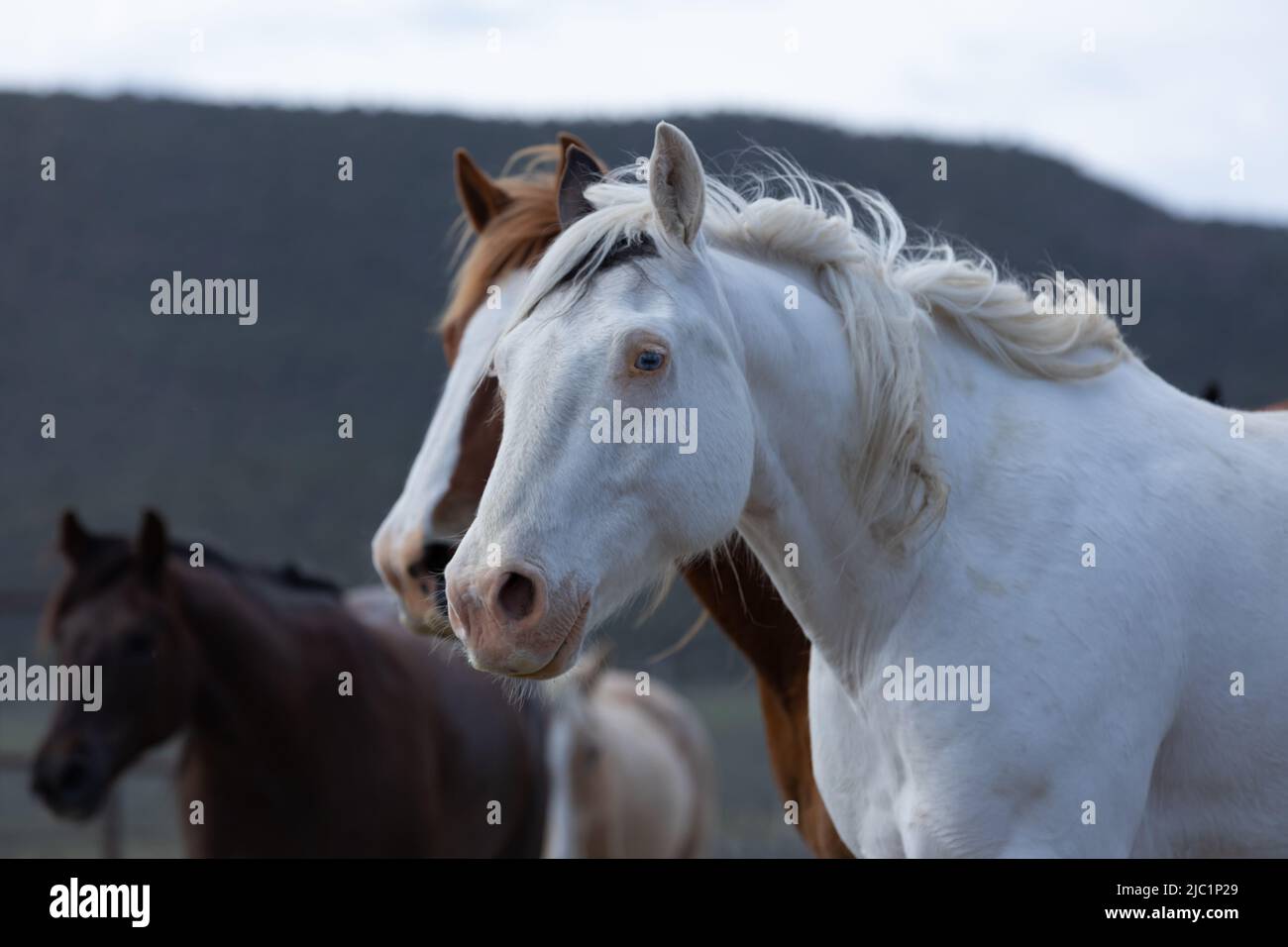 Ranch Pferde im amerikanischen Westen werden auf Sommerweiden getrieben Stockfoto