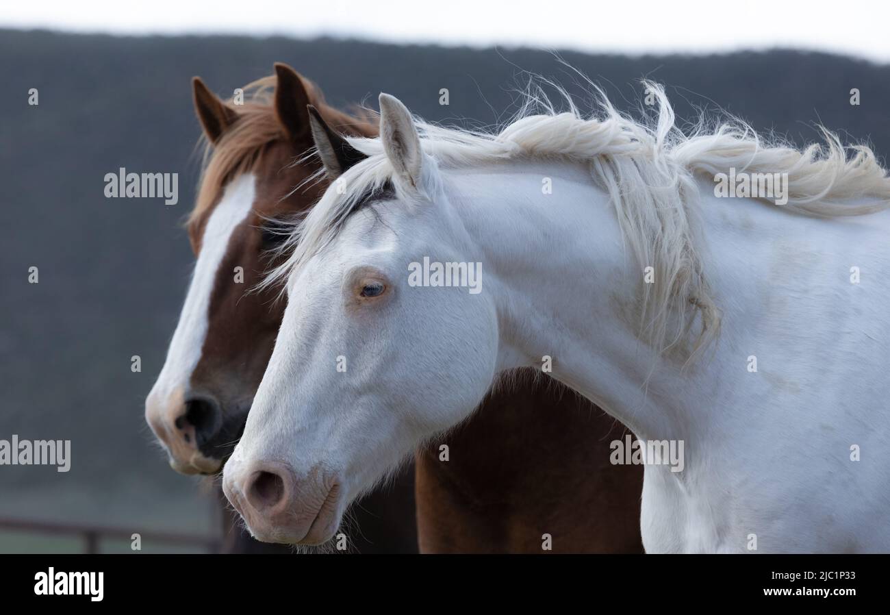 Ranch Pferde im amerikanischen Westen werden auf Sommerweiden getrieben Stockfoto