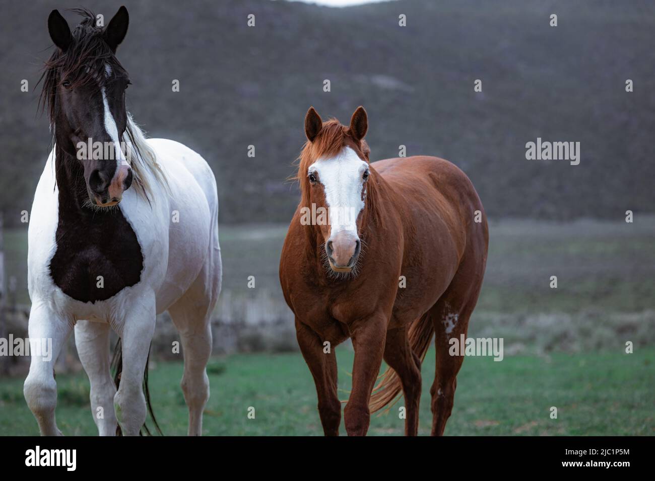 Ranch Pferde im amerikanischen Westen werden auf Sommerweiden getrieben Stockfoto