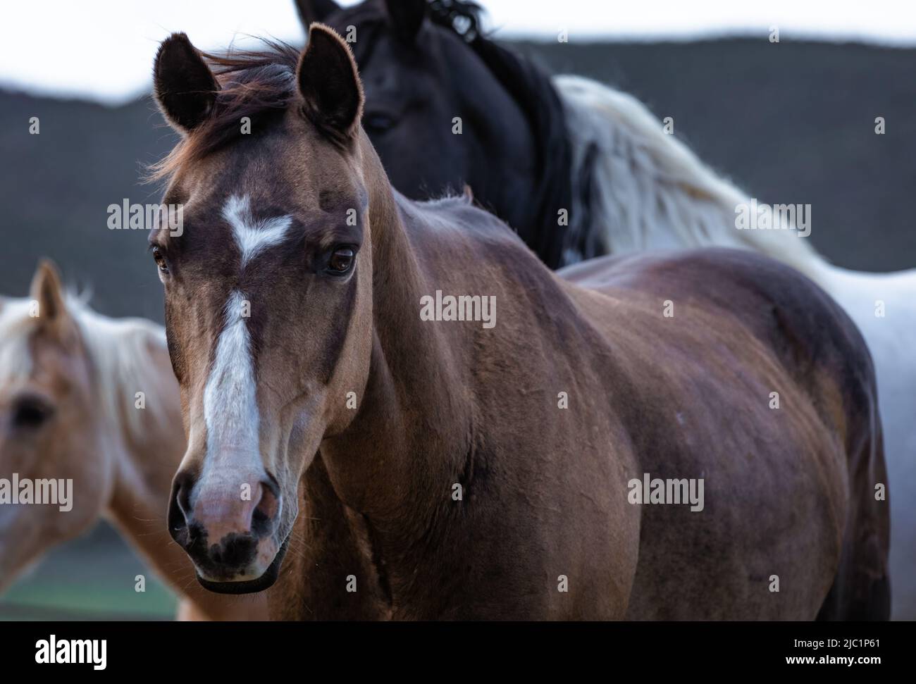Ranch Pferde im amerikanischen Westen werden auf Sommerweiden getrieben Stockfoto