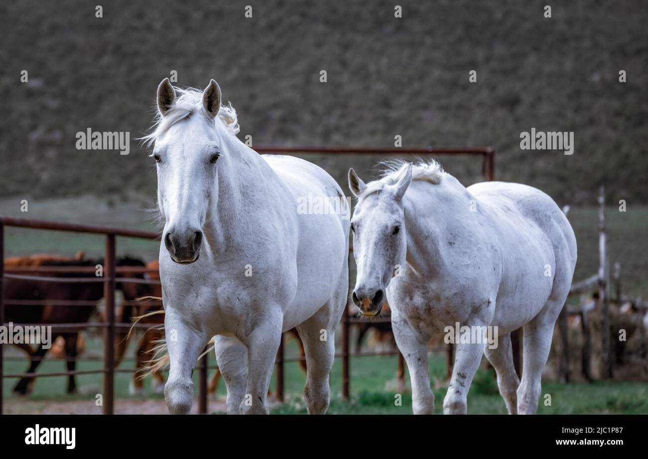 Ranch Pferde im amerikanischen Westen werden auf Sommerweiden getrieben Stockfoto
