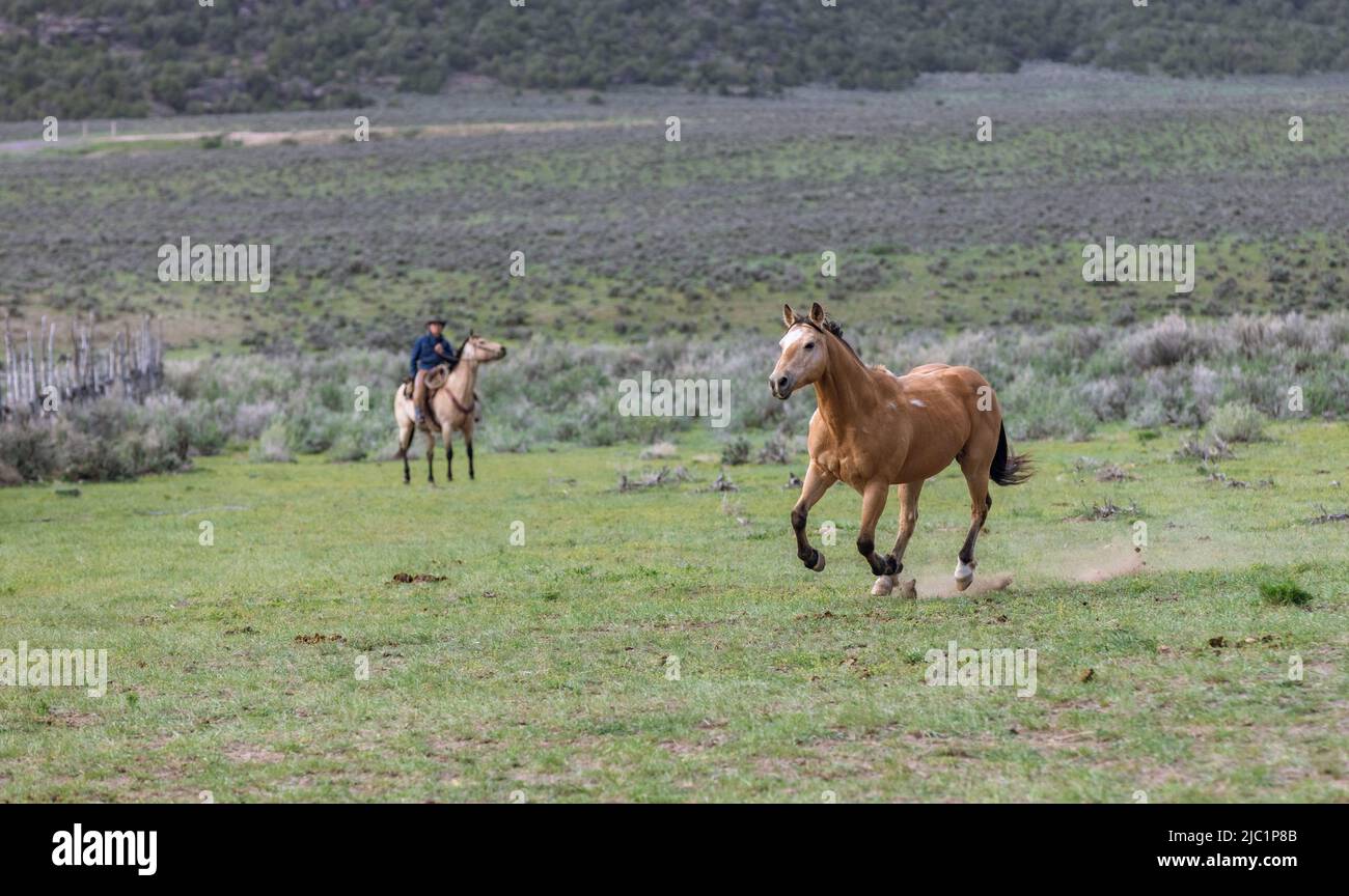 Ranch Pferde im amerikanischen Westen werden auf Sommerweiden getrieben Stockfoto