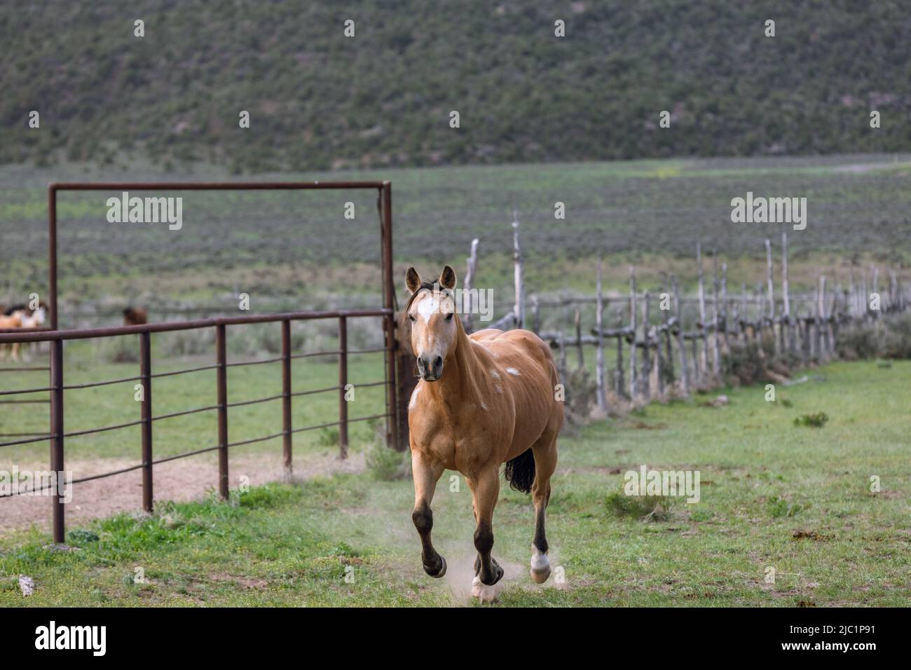 Ranch Pferde im amerikanischen Westen werden auf Sommerweiden getrieben Stockfoto