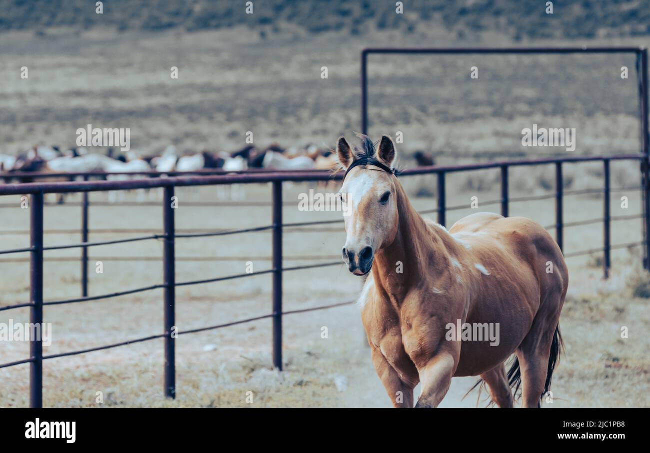Ranch Pferde im amerikanischen Westen werden auf Sommerweiden getrieben Stockfoto