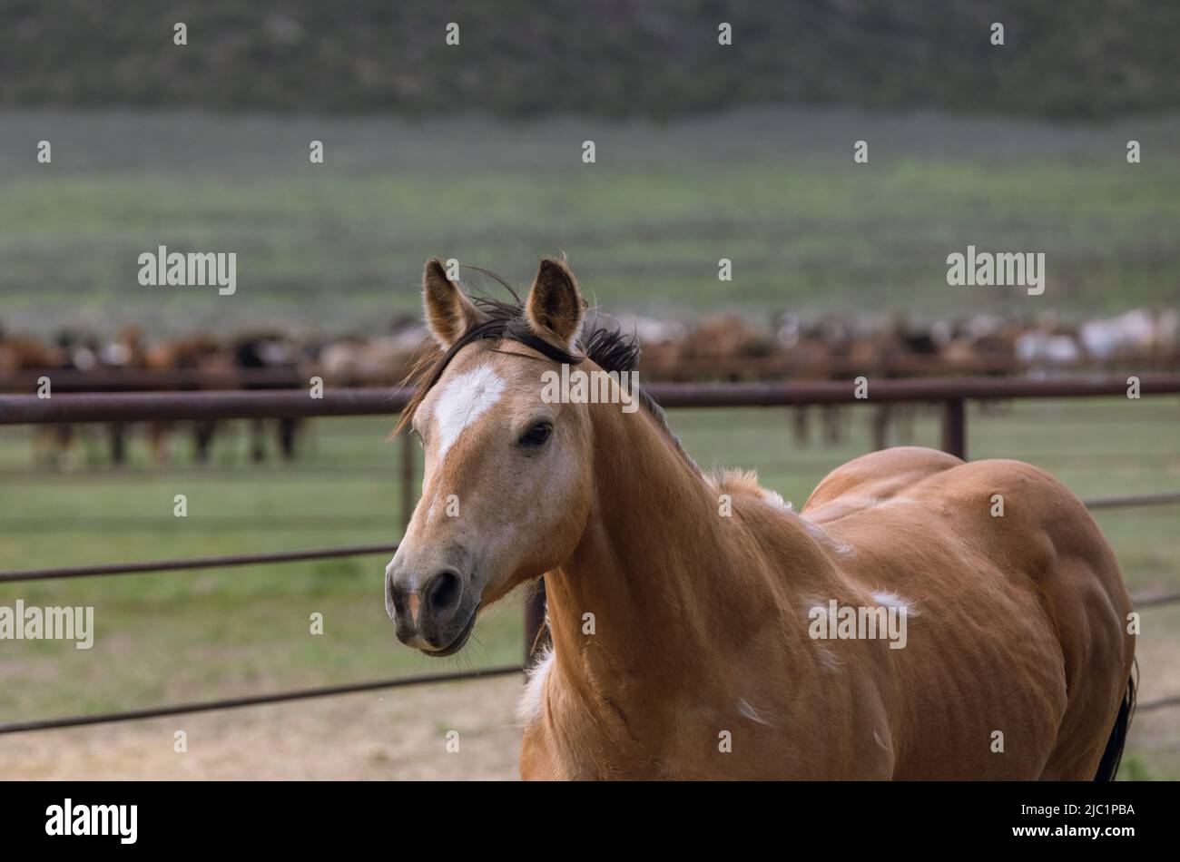 Ranch Pferde im amerikanischen Westen werden auf Sommerweiden getrieben Stockfoto