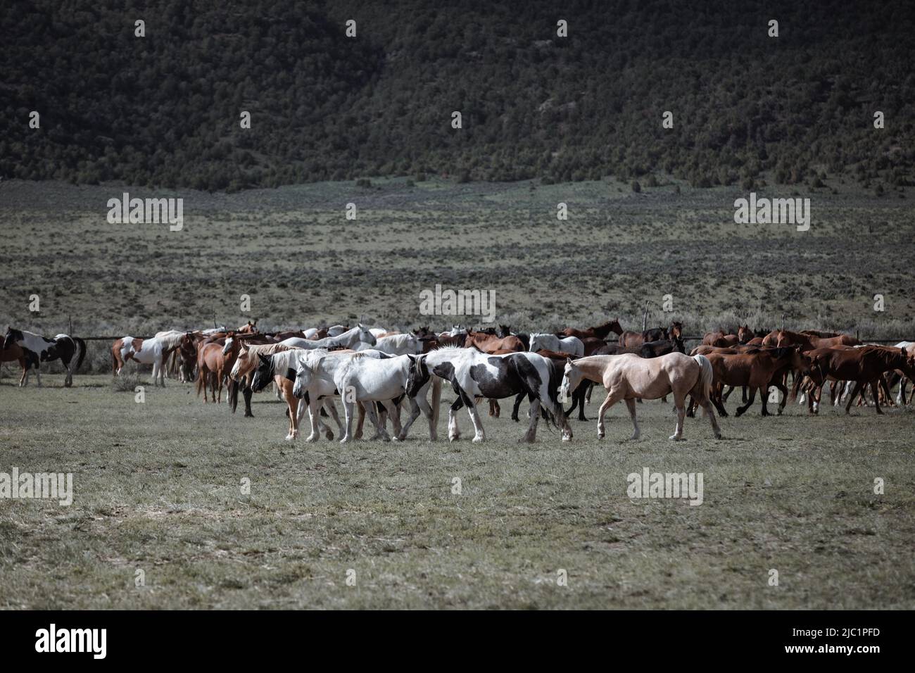 Ranch Pferde im amerikanischen Westen werden auf Sommerweiden getrieben Stockfoto