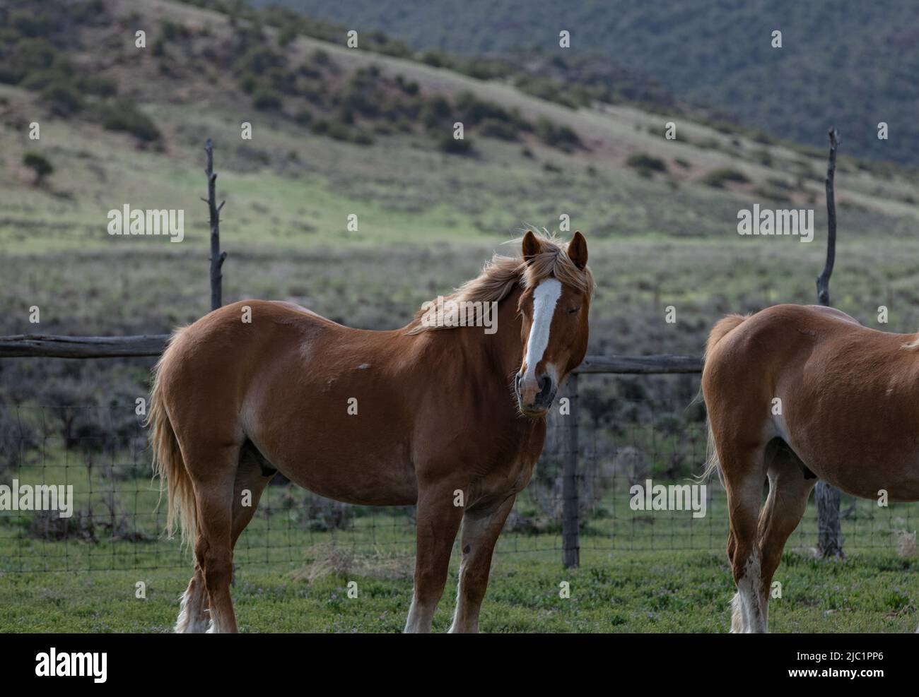 Ranch Pferde im amerikanischen Westen werden auf Sommerweiden getrieben Stockfoto