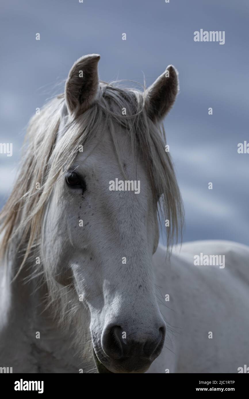 Ranch Pferde im amerikanischen Westen werden auf Sommerweiden getrieben Stockfoto
