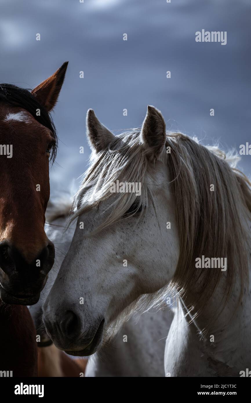 Ranch Pferde im amerikanischen Westen werden auf Sommerweiden getrieben Stockfoto