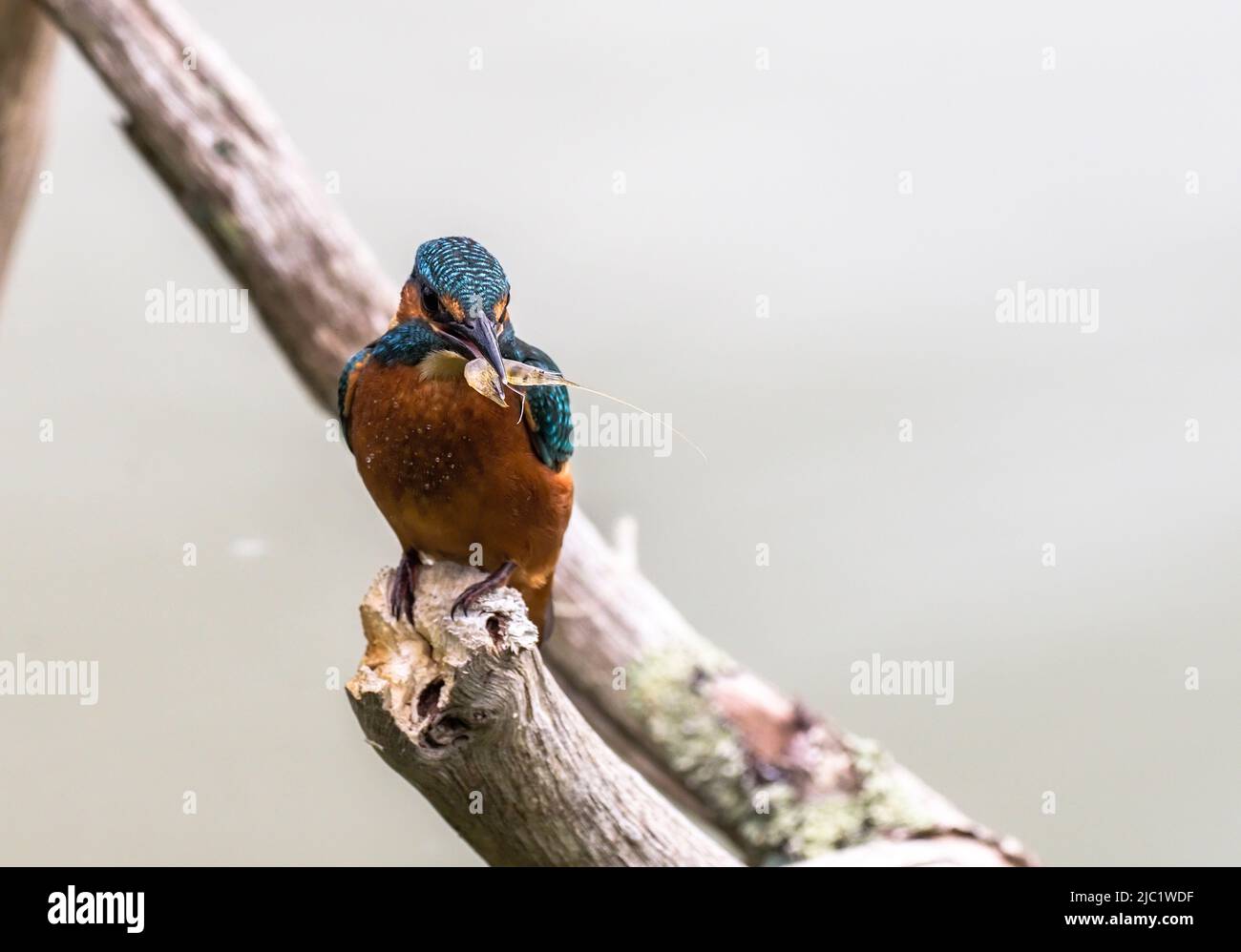 Kingfisher, Teifi Marshes, Cardigan, Wales Stockfoto