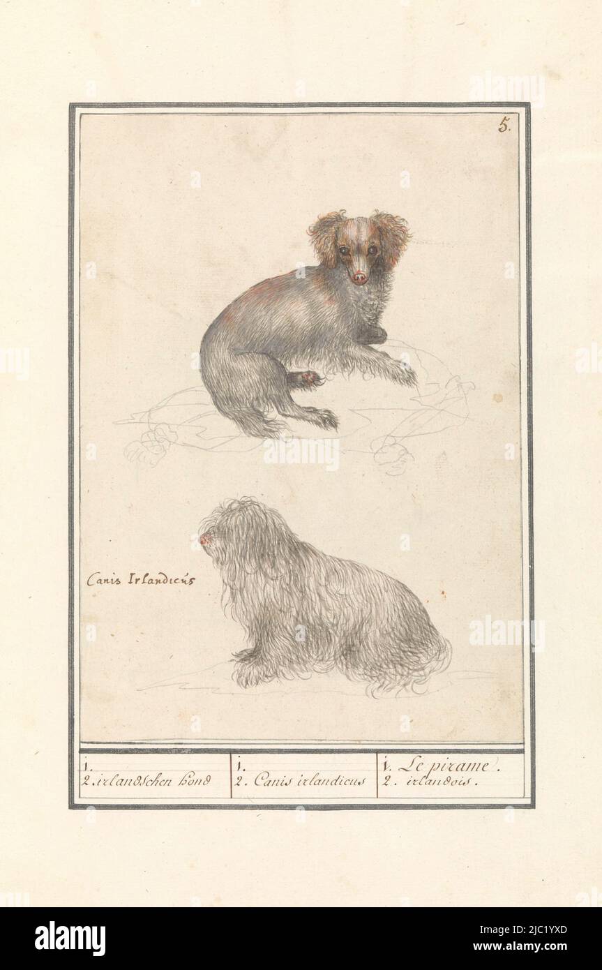 Zwei Hunde, oben ein Lapdog und unten ein irischer Hund, der einem Schafhund ähnelt. Rechts oben nummeriert: 5. Teil des ersten Albums mit Zeichnungen von Vierbeiner. Erstes von zwölf Alben mit Zeichnungen von Tieren, Vögeln und Pflanzen, bekannt um 1600, im Auftrag von Kaiser Rudolf II. Mit Notizen in Niederländisch, Latein und Französisch., zwei Hunde (Canis lupus familiaris) 1. 2. Irlandschen Hund / 1. 2. Canis irlandicus / 1. Le Pirame. 2. Irlandois, Zeichner: Anselmus Boëtius de Boott, Zeichner: Elias Verhulst, Zeichner: Praag, Zeichner: Delft, 1596 - 1610, Papier, Pinsel, H 247 mm × B 174 mm Stockfoto