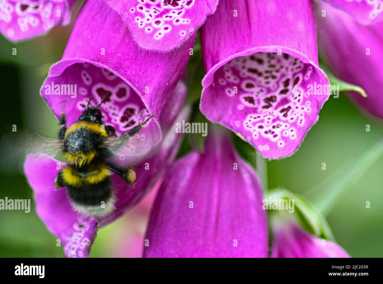 Weiße Schwanzhummel, Bombus lucorum Eintritt in eine Blume des Foxglove Digitalis Dalmatiner bereit, den Pollen zu extrahieren Stockfoto