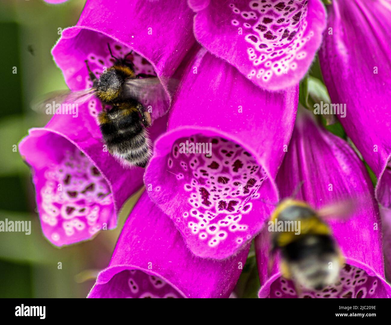 Dalmatinische Insektenblume Giftig Für Bienen