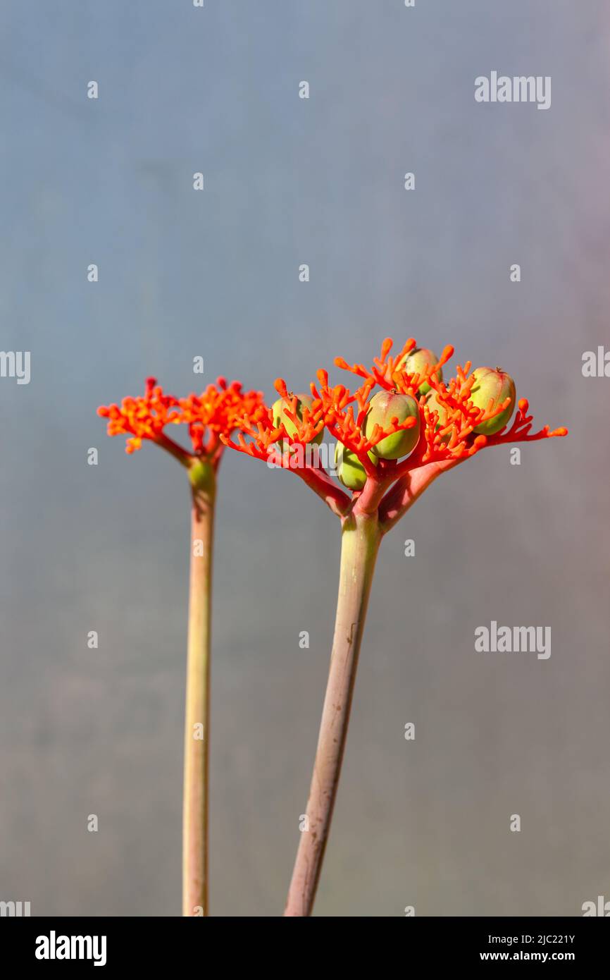 Nahaufnahme einer subtropischen Jatropha-Pflanze. Stockfoto