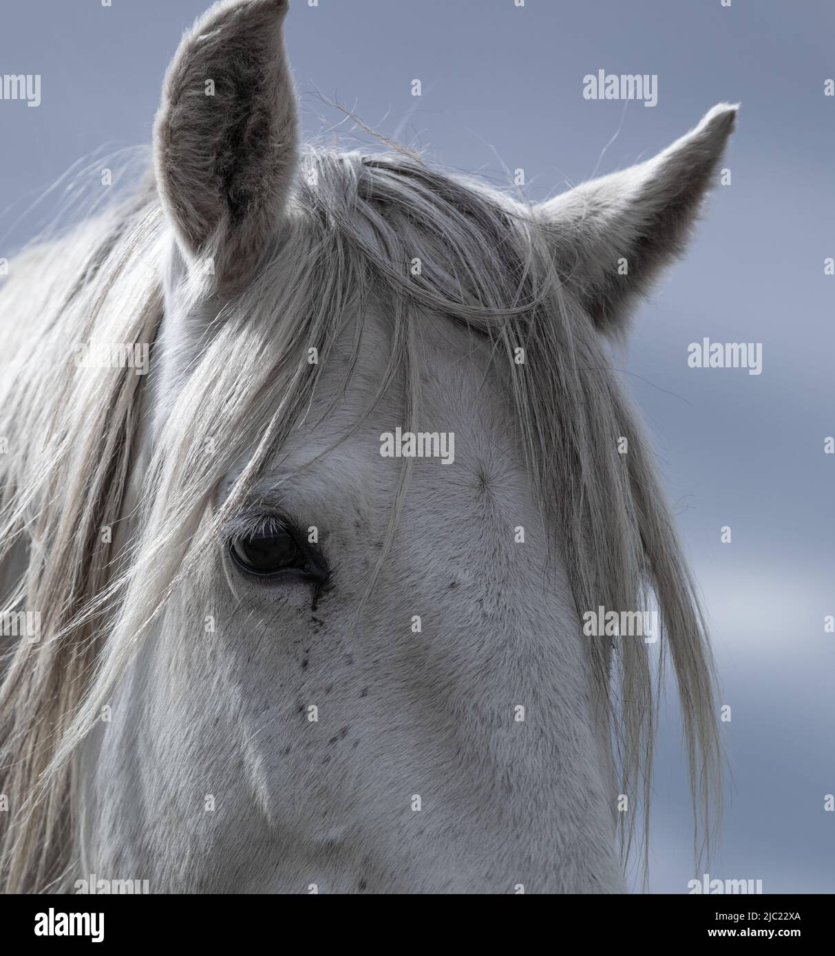 Ranch Pferde im amerikanischen Westen werden auf Sommerweiden getrieben Stockfoto