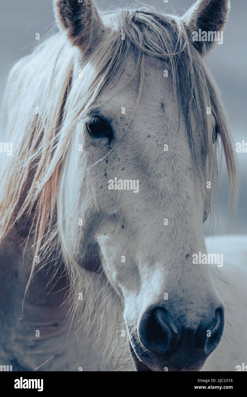 Ranch Pferde im amerikanischen Westen werden auf Sommerweiden getrieben Stockfoto