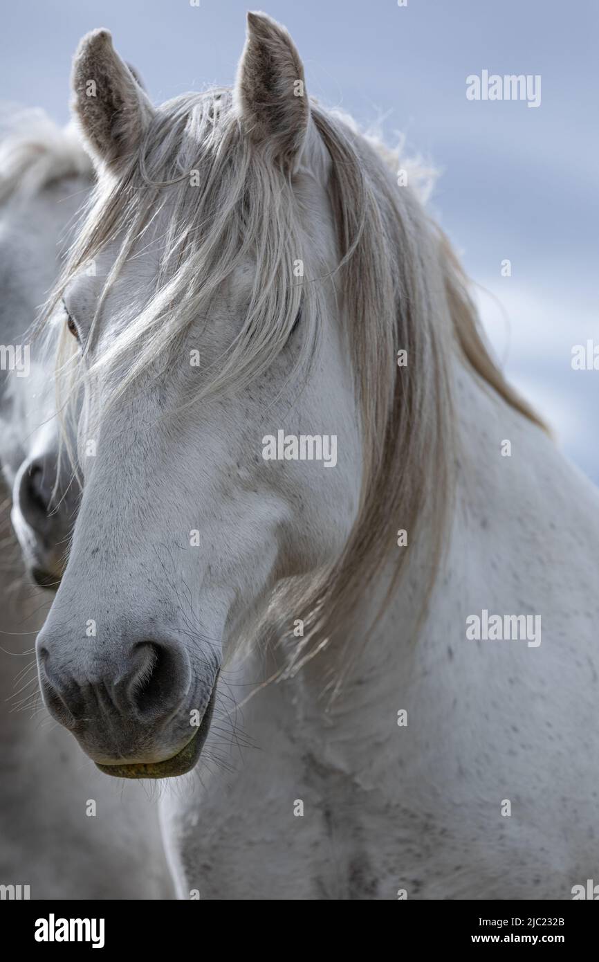 Ranch Pferde im amerikanischen Westen werden auf Sommerweiden getrieben Stockfoto