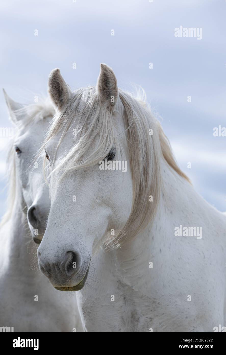 Ranch Pferde im amerikanischen Westen werden auf Sommerweiden getrieben Stockfoto