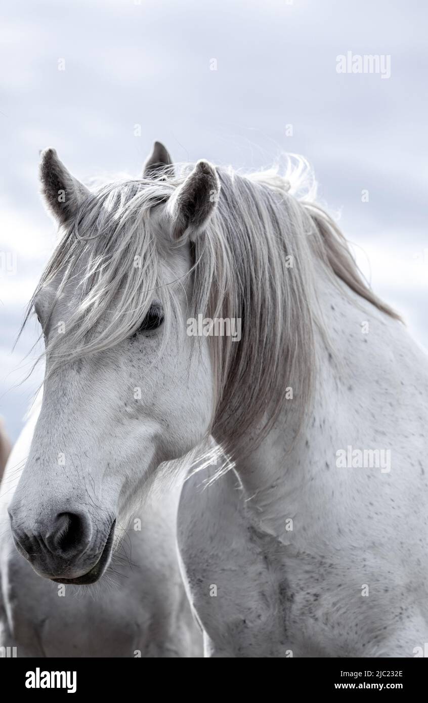 Ranch Pferde im amerikanischen Westen werden auf Sommerweiden getrieben Stockfoto