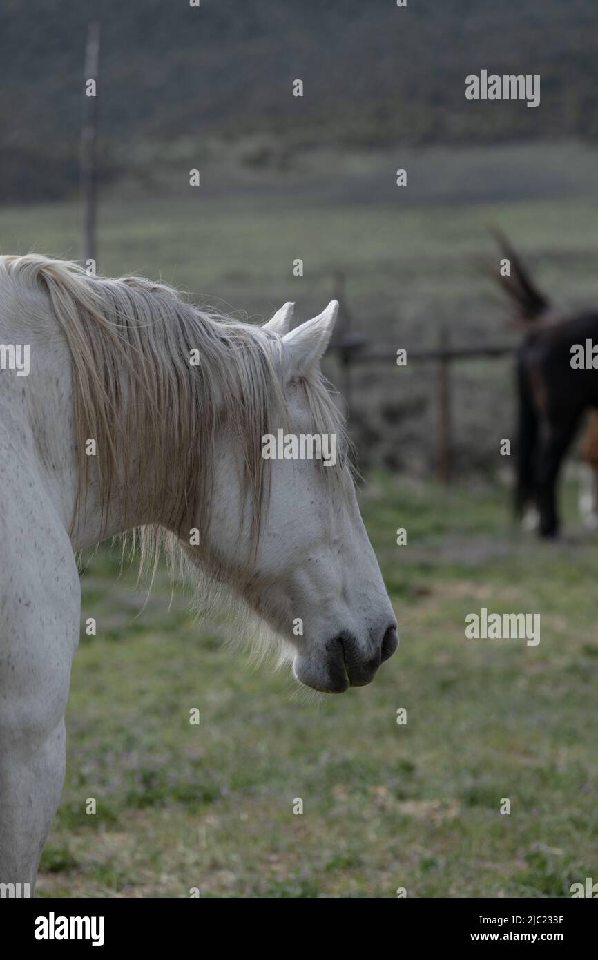 Ranch Pferde im amerikanischen Westen werden auf Sommerweiden getrieben Stockfoto