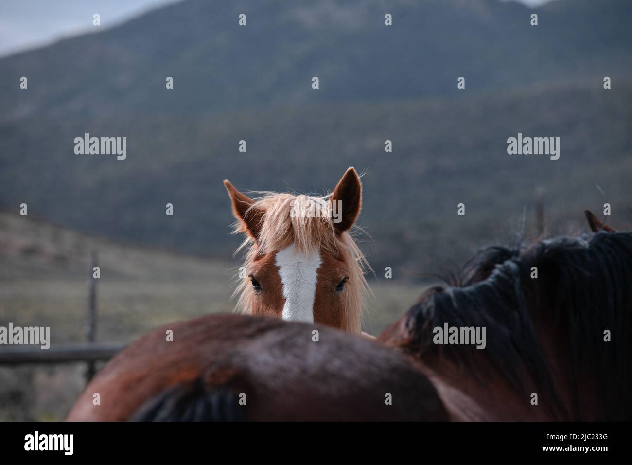 Ranch Pferde im amerikanischen Westen werden auf Sommerweiden getrieben Stockfoto