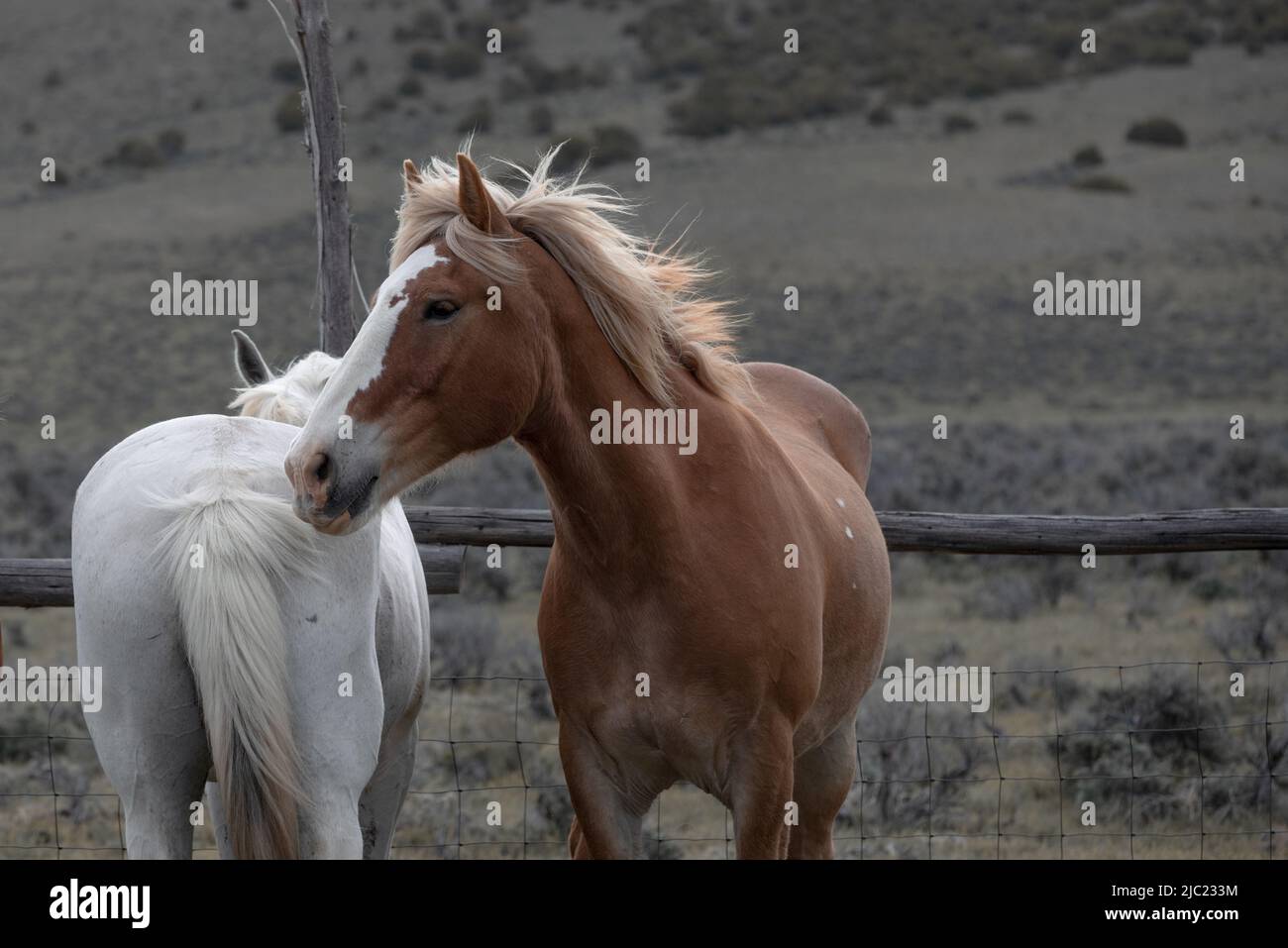 Ranch Pferde im amerikanischen Westen werden auf Sommerweiden getrieben Stockfoto