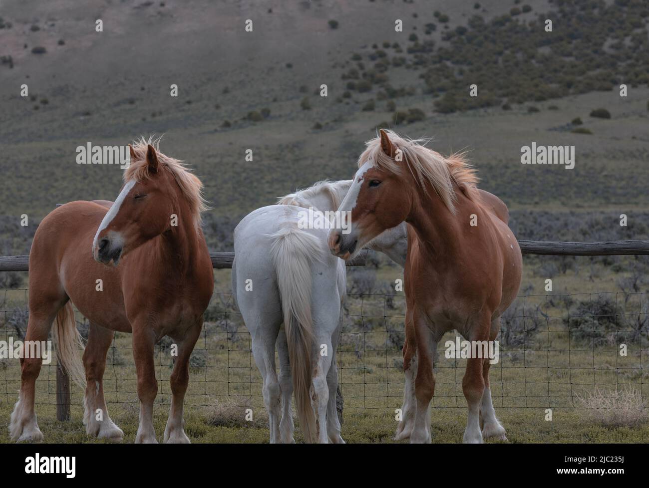 Ranch Pferde im amerikanischen Westen werden auf Sommerweiden getrieben Stockfoto