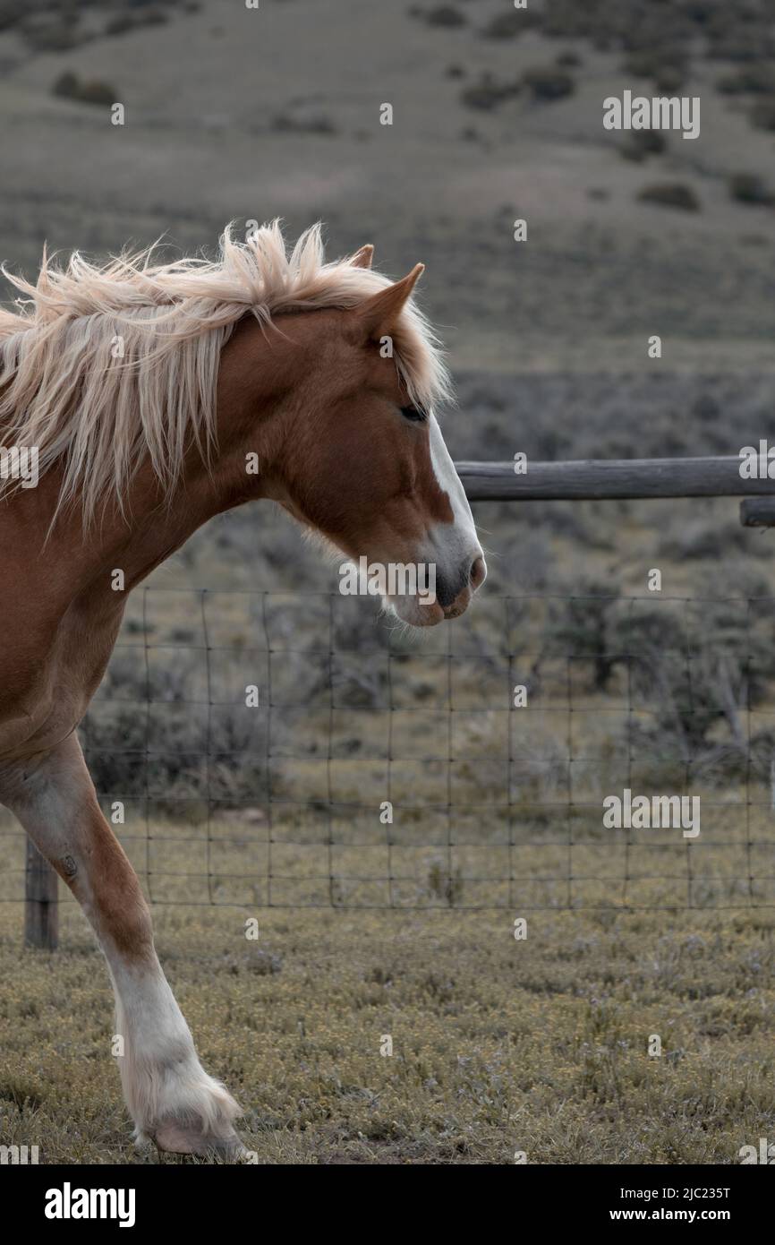 Ranch Pferde im amerikanischen Westen werden auf Sommerweiden getrieben Stockfoto