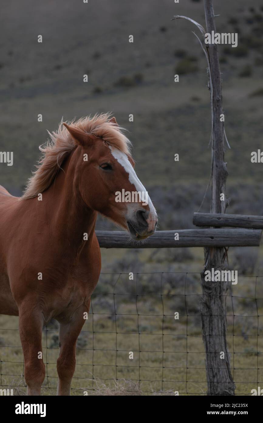 Ranch Pferde im amerikanischen Westen werden auf Sommerweiden getrieben Stockfoto