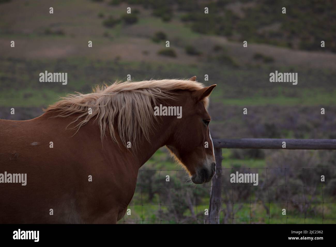 Ranch Pferde im amerikanischen Westen werden auf Sommerweiden getrieben Stockfoto