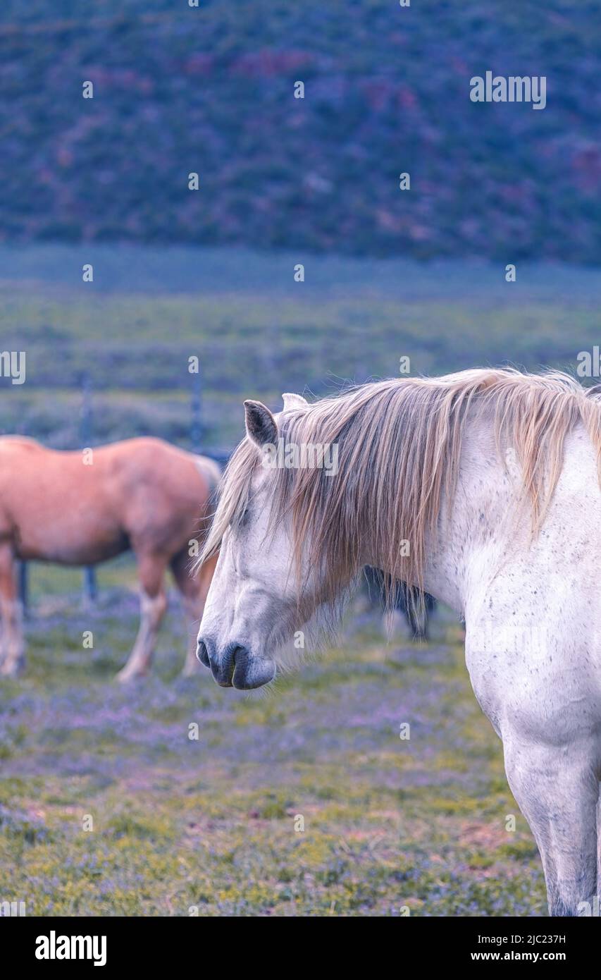 Ranch Pferde im amerikanischen Westen werden auf Sommerweiden getrieben Stockfoto