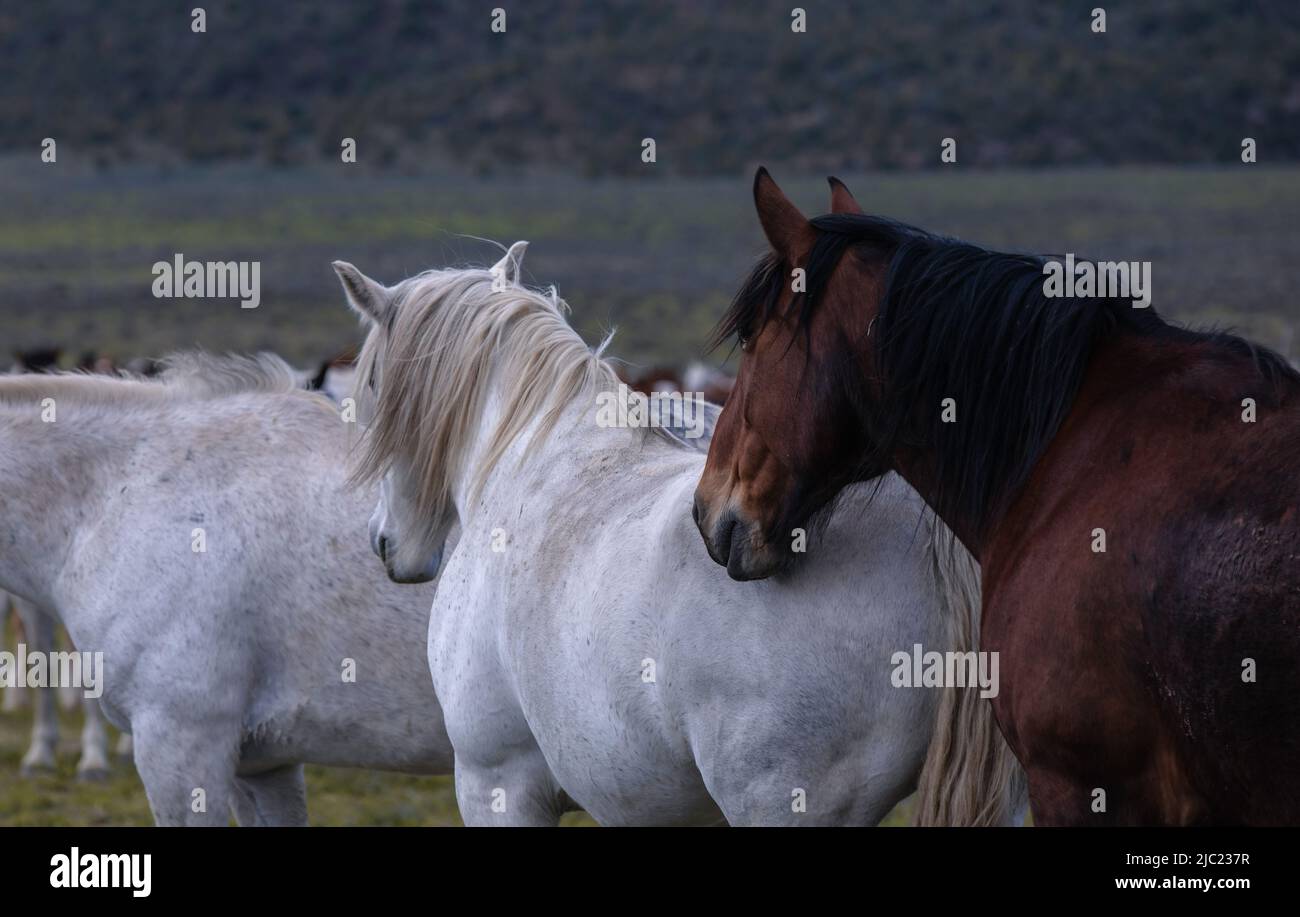 Ranch Pferde im amerikanischen Westen werden auf Sommerweiden getrieben Stockfoto