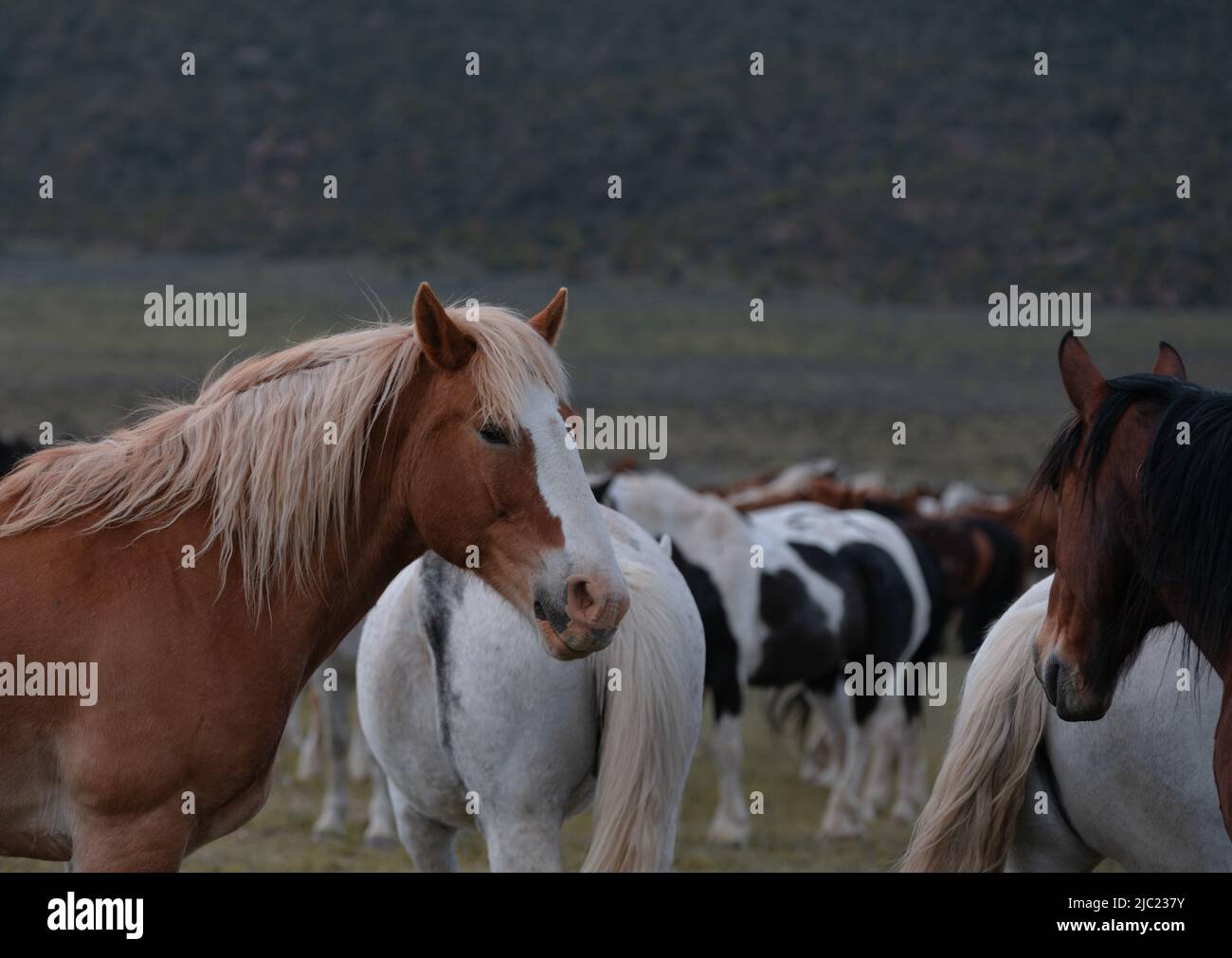 Ranch Pferde im amerikanischen Westen werden auf Sommerweiden getrieben Stockfoto