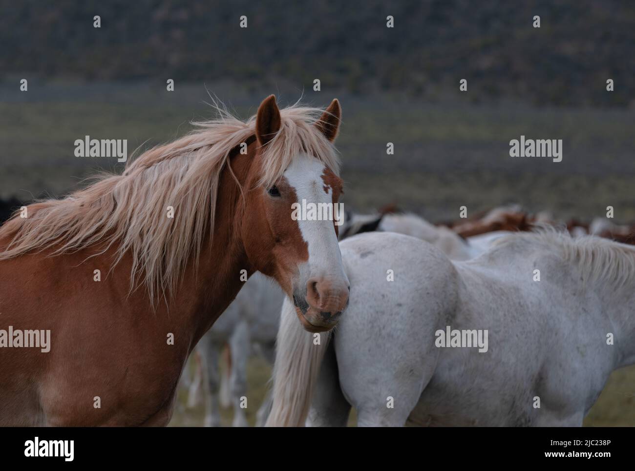 Ranch Pferde im amerikanischen Westen werden auf Sommerweiden getrieben Stockfoto